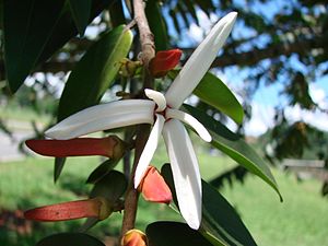 Xylopia aromatica.jpg