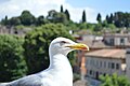 * Nomination A yellow-legged gull (Larus michahellis), from neck to head, near the Musei Capitolini in Rome, Italy. --多多123 13:32, 5 July 2023 (UTC) * Promotion  Support Very nice. --MB-one 11:58, 8 July 2023 (UTC)