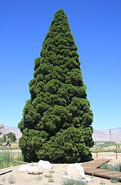 The Roosevelt Tree of Big Pine before it was removed in 2020.