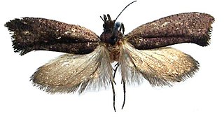 <i>Ypsolopha melanofuscella</i> Species of moth