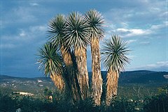 Yucca periculosa