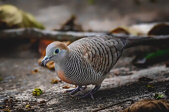 A very common dove that can be seen anywhere in the Philippines and this is a zebra dove taken in the city of Cagayan de Oro. Photograph: Domzjuniorwildlife