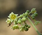 Ziziphus rugosa - Wild Jujube flowers at Mayyil 2019 (8).jpg