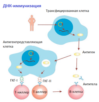 ОБЩИЕ СВЕДЕНИЯ ОБ ИММУННОЙ СИСТЕМЕ