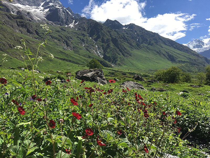 File:"Flowers Blossom At valley of flowers Chamoli, India" 35.jpg