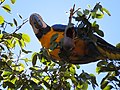 "arara-canindé" - Ara ararauna - se alimentando de frutos e sementes de jatobá - Hymenaea courbaril 14.jpg