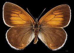 Coenonympha arcania – mounted specimen - male dorsal