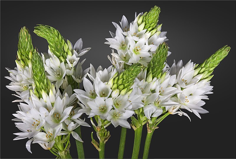 TÌNH YÊU CÂY CỎ ĐV 5 - Page 86 800px-%28MHNT%29_Ornithogalum_arabicum_infloescences