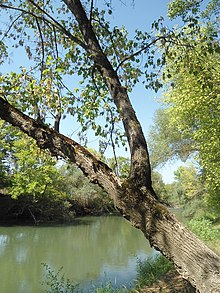 Acer negundo often grows alongside waterbodies Iasenolisten iavor 2.jpg