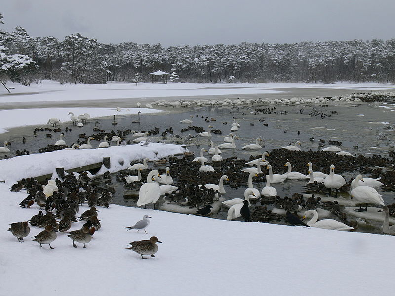 File:お幕場森林公園 - panoramio.jpg