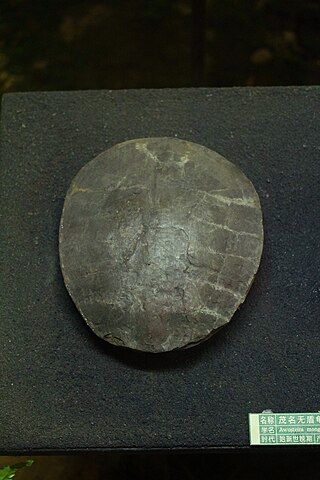 <i>Anosteira</i> Extinct genus of turtles