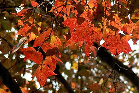 香港紅葉