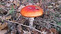 Category:Amanita muscaria in Poland - Wikimedia Commons