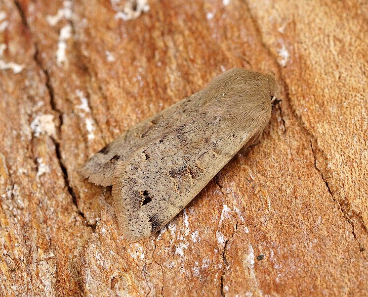 File:-2189- Twin-spotted Quaker (Anorthoa munda) (49673323748).jpg