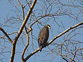... bird -- Spilornis cheela -- Crested Serpent Eagle (3318672950).jpg