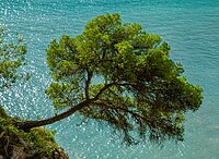 Rank: 44 Pine at the bay at Cala Santanyí