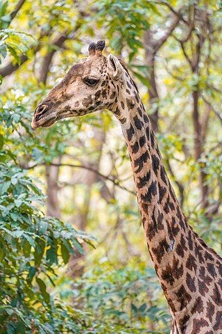 Giraffe portrait in Lake Manyara National Park