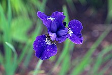 Iris sibirica - Wikidata