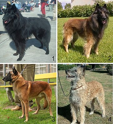 Belgian Shepherd