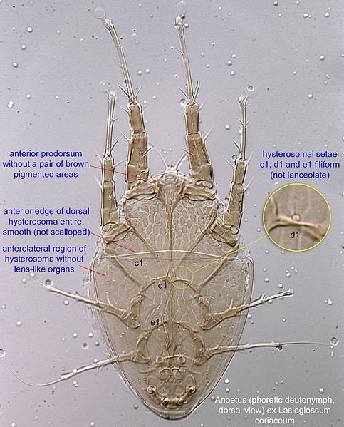 File:1-Anoetus HDN1 dors DIC40 ex Lasioglossum coriaceum BMOC 84-0116-001.jpg