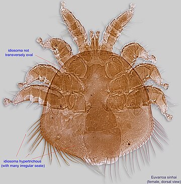 Euvarroa sinhai