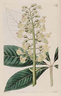 1009 Aesculus ×neglecta.jpg