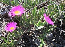 1 Carpobrotus quadrifidus - WC South Africa - 1.jpg