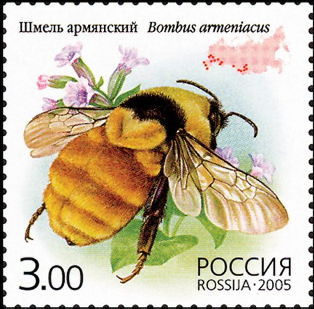 Bombus armeniacus