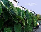 2006-10-22Colocasia03.jpg