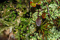 thalli-types: Lichenomphalia umbellifera, Omphalina hudsoniana