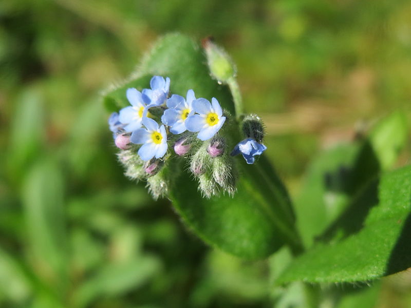 File:20140523Myosotis arvensis3.jpg