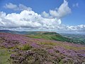 20140818 15 Offa's Dyke Path - Hatterall Hill (14934196608).jpg