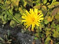 Wiesen-Pippau (Crepis biennis)