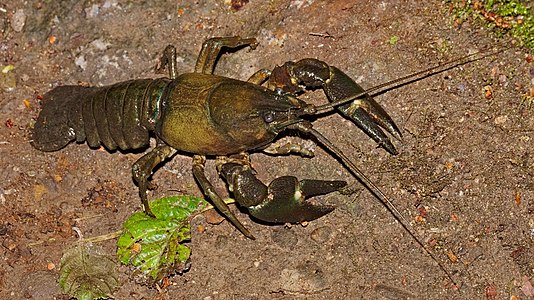 Signal crayfish - Pacifastacus leniusculus