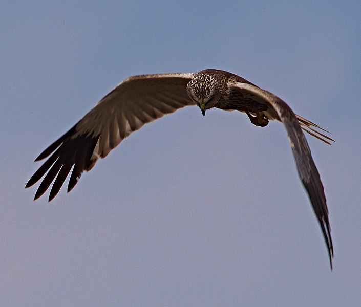 File:2017.07.10.-11-Reichenwalde--Rohrweihe-Maennchen im Flug.jpg