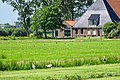 ooievaren en reiger ten noordoosten van Woudsend