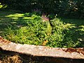 2020-08-09 12:19:02 File:2020-08-09 Radtour Umpfertalradweg zwischen Schweigern und Unterschüpf 20.jpg