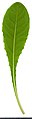 Обратноланцетный лист одуванчика (Taraxacum)