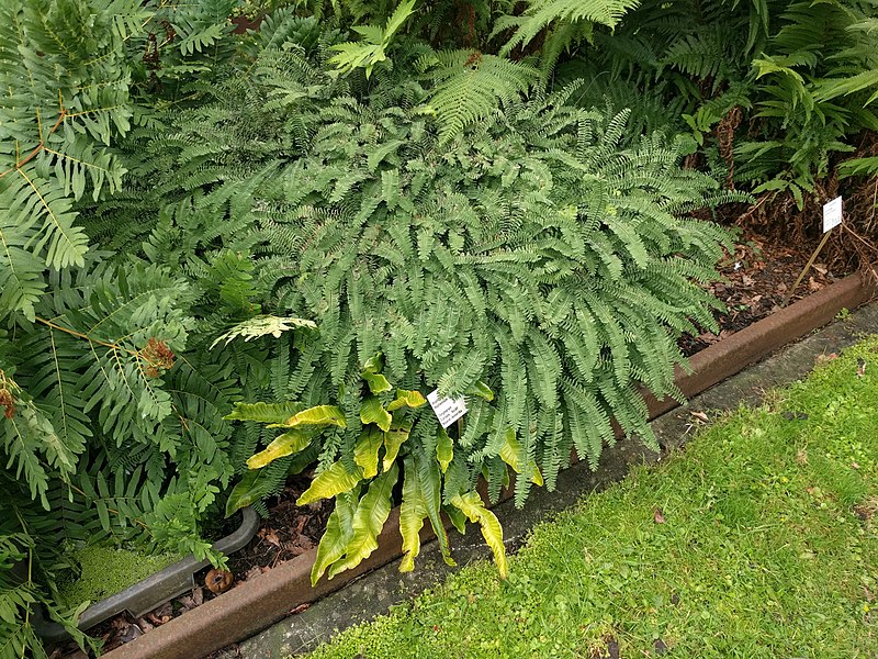 File:20210806 Hortus Botanicus Leiden - Asplenium scolopendrium.jpg