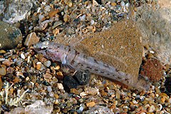 2 - Chromogobius zebratus (Stefano Guerrieri).jpg