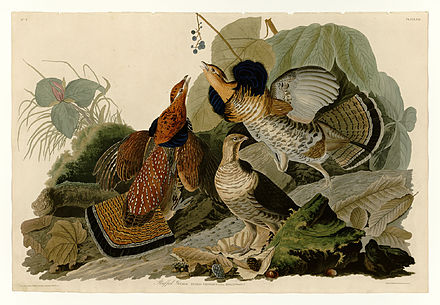 Plate 41 of The Birds of America by Audubon, depicting ruffed grouse