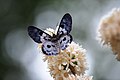 461 Butterfly n flowers.jpg