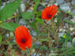 Papaver rhoeas in Upper Swabia