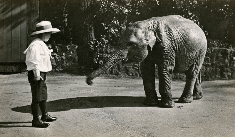 Bébé éléphant au zoo de Londres en 1915.