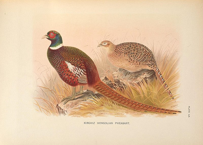File:A monograph of the pheasants (10052488785).jpg