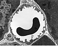 A red blood cell in a capillary, pancreatic tissue - TEM.jpg