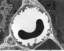 Transmission electron microscope image of a capillary with a red blood cell within the pancreas. The capillary lining consists of long, thin endothelial cells, connected by tight junctions. A red blood cell in a capillary, pancreatic tissue - TEM.jpg