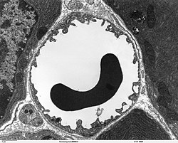 Un glóbulo rojo en un capilar, tejido pancreático - TEM.jpg