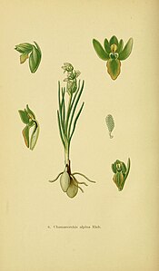 Tafel 6 Chamorchis alpina