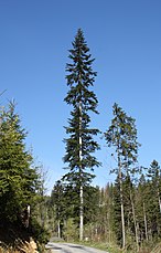 Vysoký strom na lesní pasece, s bílou kůrou, tmavě zelenou korunou a bočními výhony na kmeni, okolo několik menších stromů